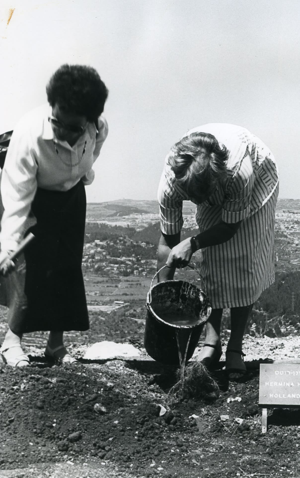 planting the tree