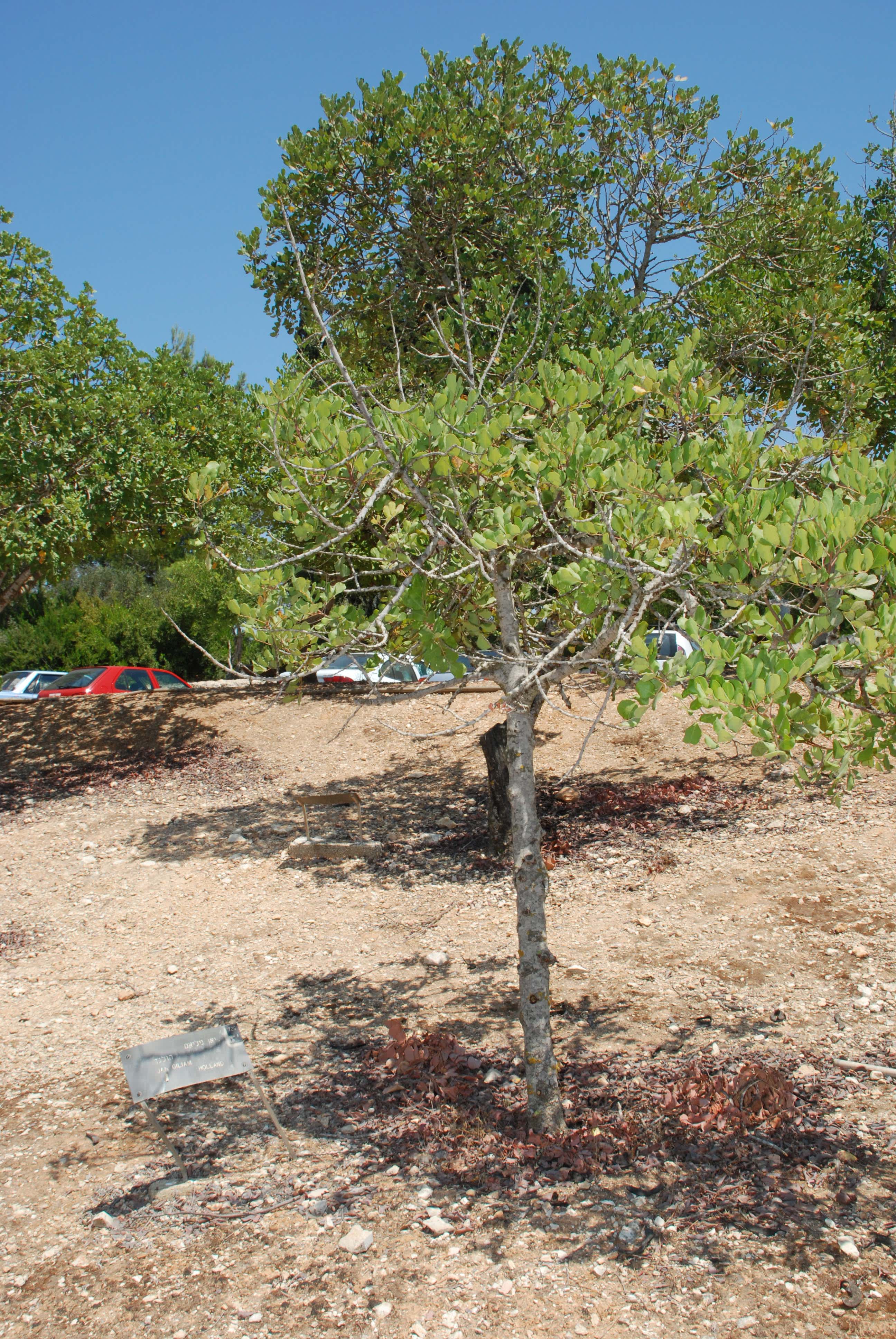 The Tree in honor of Giliam Jan. Planted at 10.04.1978, Yad Vashem