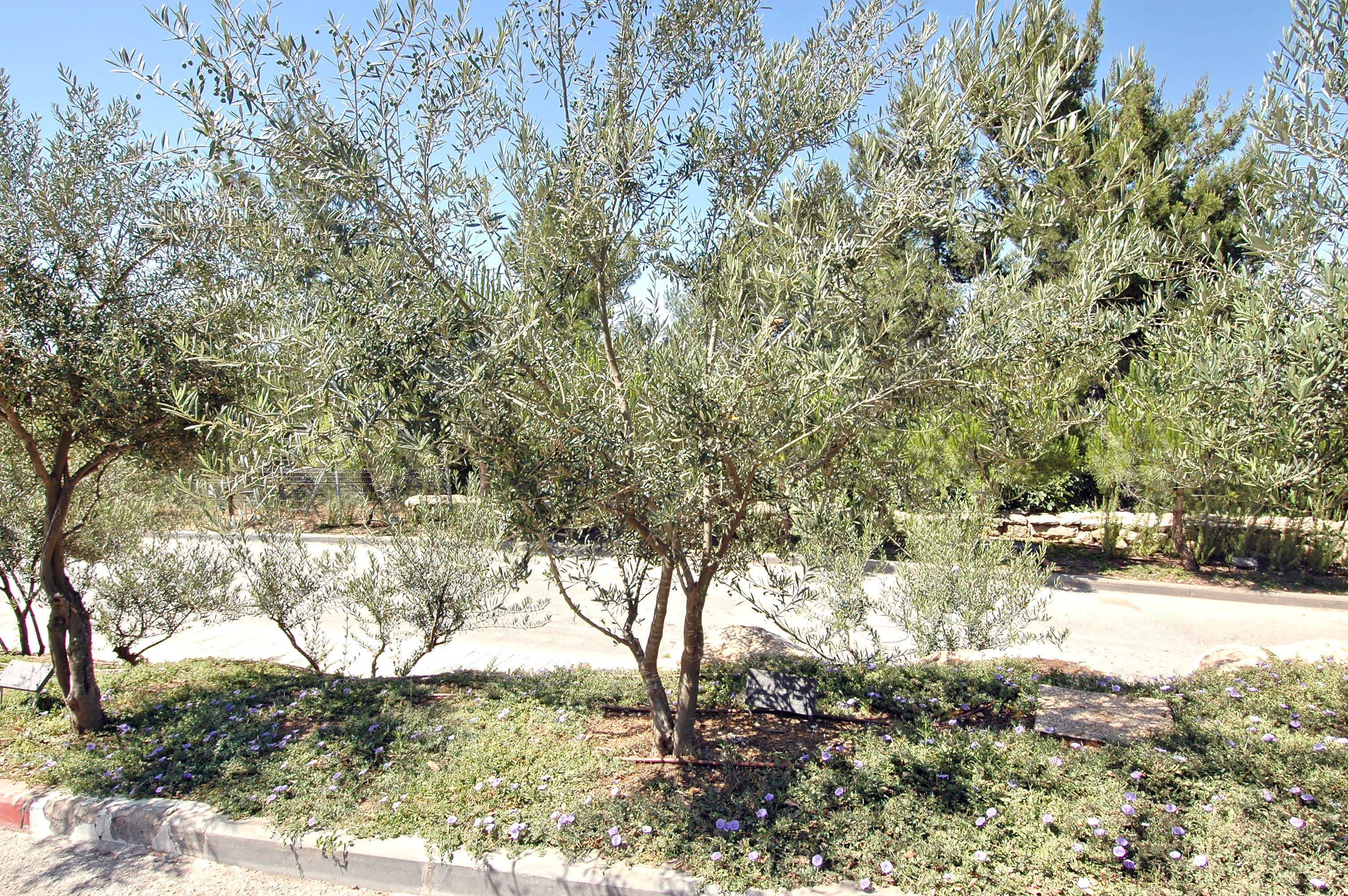 The Tree in Honor of Maria Golz. Yad Vashem