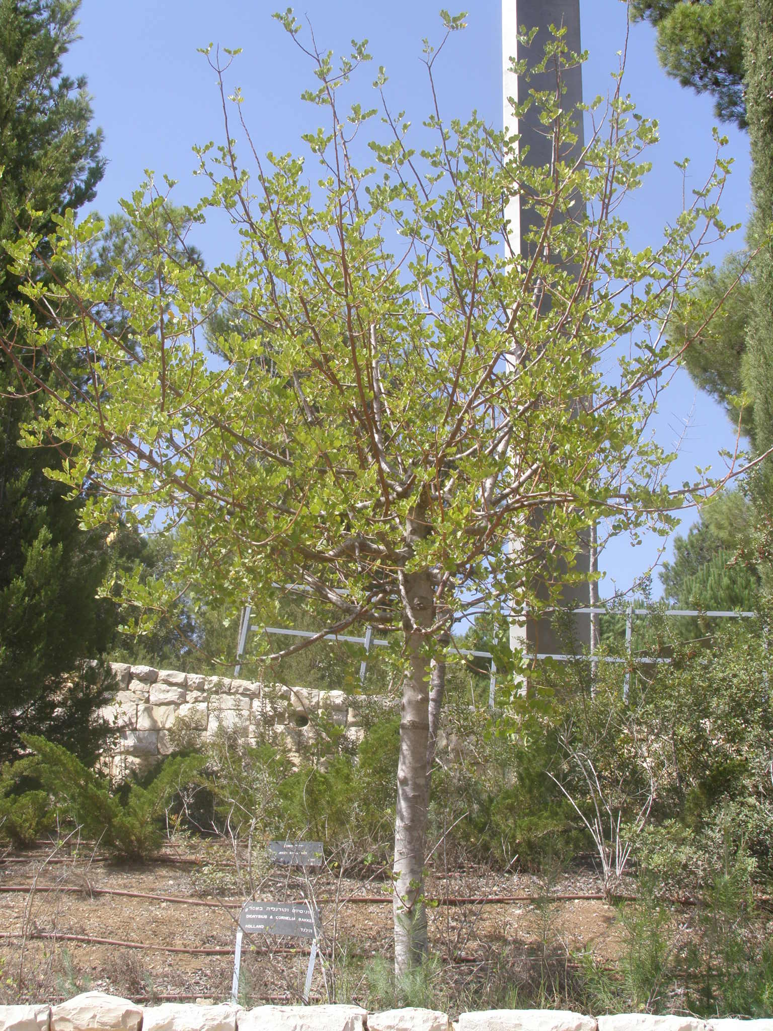 the planted tree, Yad-Vashem