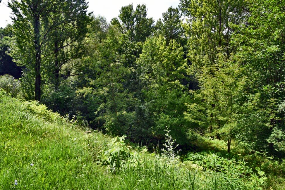 The Dukhovskiy Ravine, a murder site of the Jews of Vitebsk. Photographer: 	Alexander Litin, 2018.