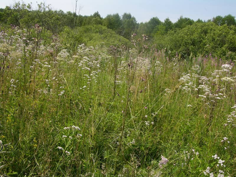 Swamp located at the site where the Jews of Dribin were murdered. Photographer: 	Alexander Litin, 2008.
