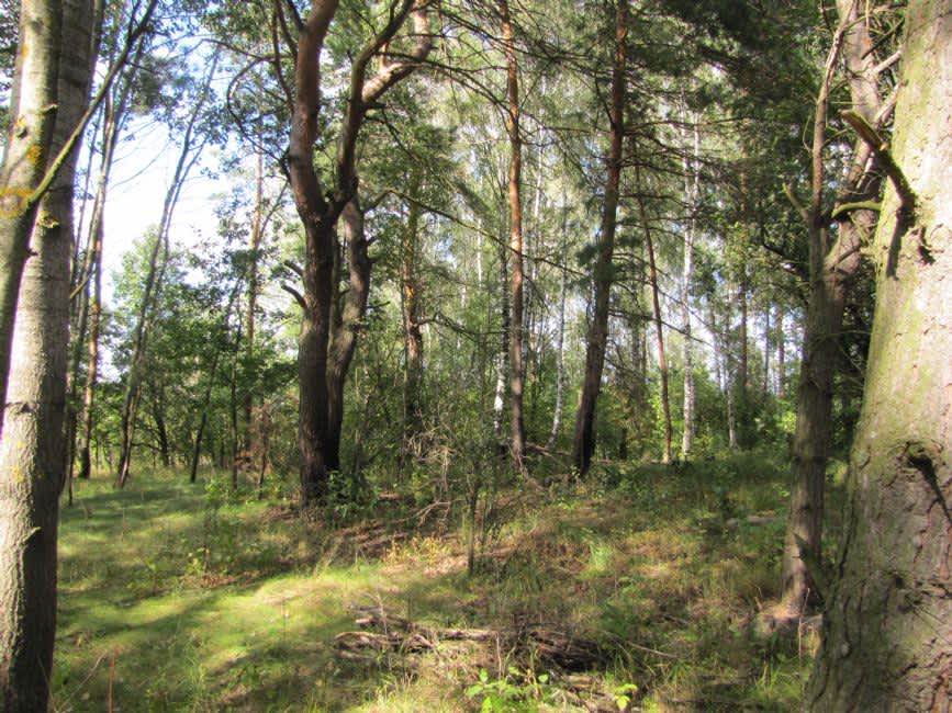 Jewish cemetery in Sokolov village. Contemporary view. Photographer: 	Mikhail Tyaglyy, 2012.