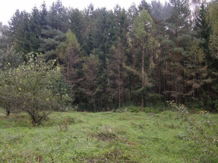 Former Jewish cemetery in Rodnya, where the local Jews were killed. Photographer: 	Alexander Litin.