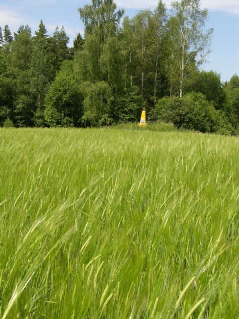 Murder site in Smolyany Forest. Photographer: 	Alexander Litin, 2008.