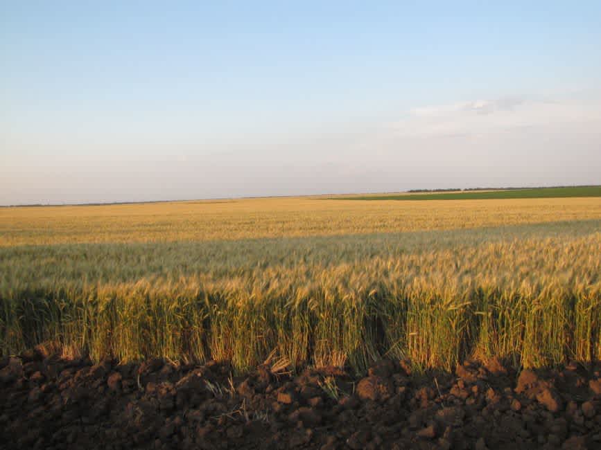 Area of the former Shekhim well. Photographer: 	Mikhail Tyaglyy, 2011.