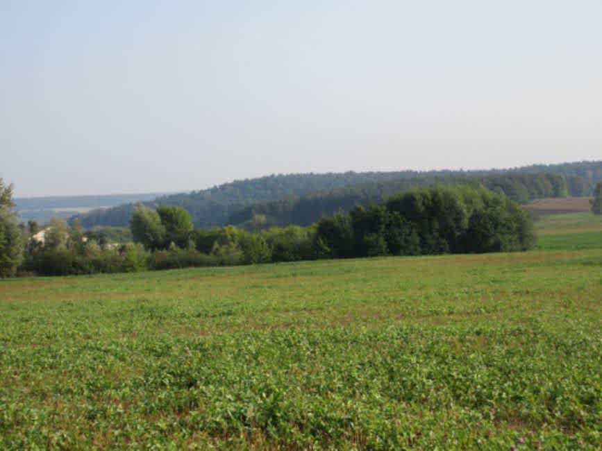 Myshkovye Gory Forest today