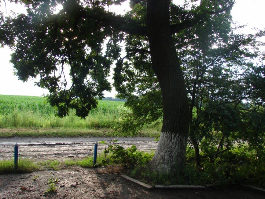 Site of the murder of Shpola Jews in the Daryevka Forest