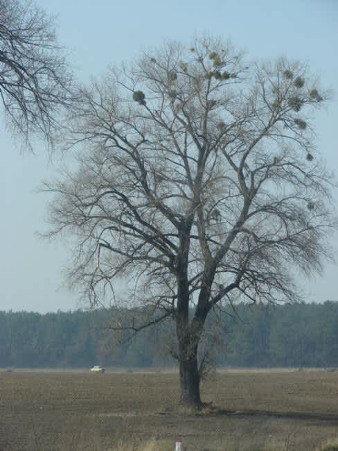 Veprik Forest murder site of Fastov Jews near Kadlubitsa village