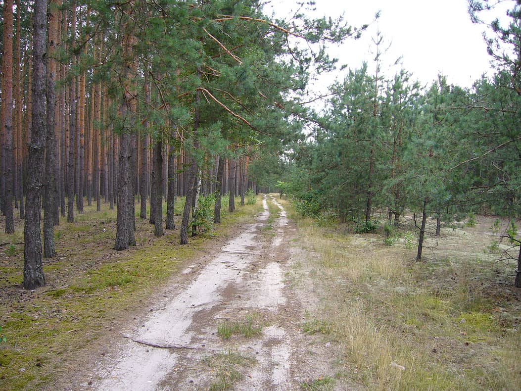 A present-day view (as of 2009) of the murder site area